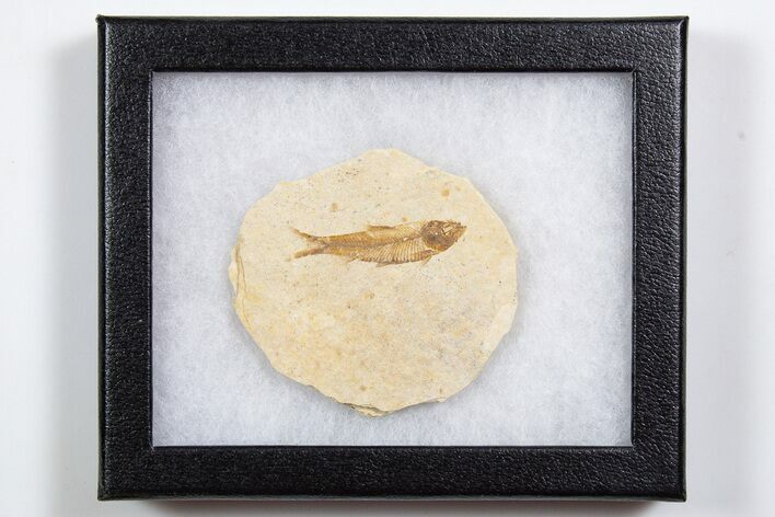 Knightia Fossil Fish From Wyoming with Display Case - 1 to 2" - Photo 1